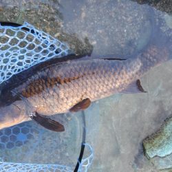 ７０オーバーキャッチ！ ～天竜川ルアーフライ専用区～